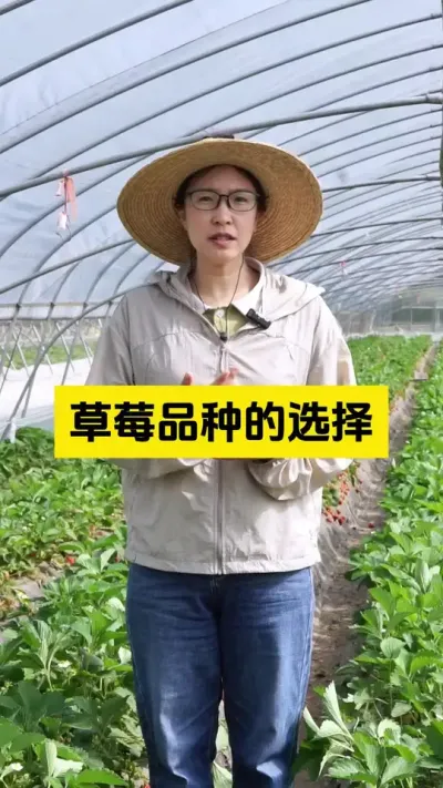 小而精的种植草莓模式，还是大片的种植草莓，能赚到钱呢？留下你们的看法吧！#启明生物大师姐 #草莓种植 #科学种植 #新农人计划 #农业种植