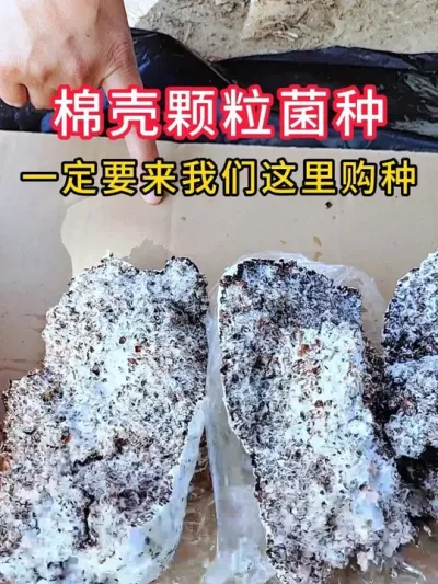 想种平菇，需要棉壳菌种一定要用我们这个栽培种，很受种植户的欢迎。#平菇种植 #平菇菌种 #食用菌栽培种 #栽培种