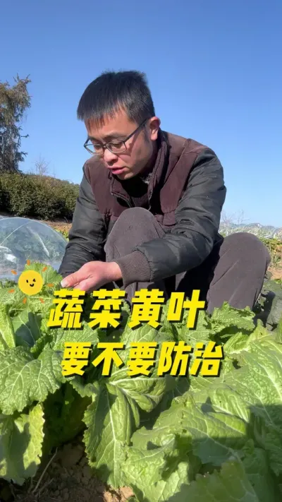 蔬菜黄叶要不要防治？蔬菜黄叶怎么办？#关注我一起学种菜 #我的小菜园 #种植小技巧 #我爱种菜