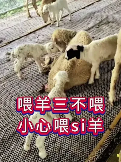 喂羊三不喂 #养羊人 #养羊技术 #养羊经验 #养殖技术