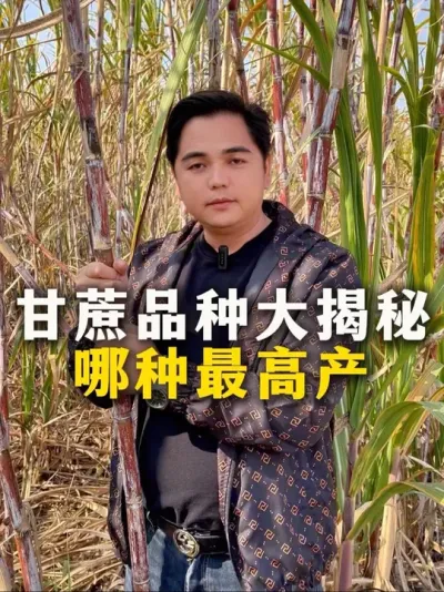 甘蔗品种大揭秘
哪种最高产#甘蔗#甘蔗种植#农业种植#三农#种植小技巧