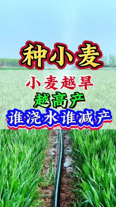 小麦越旱越高产 谁浇水谁减产#小麦#小麦种植#小麦高产#小麦管理 #病虫害防治