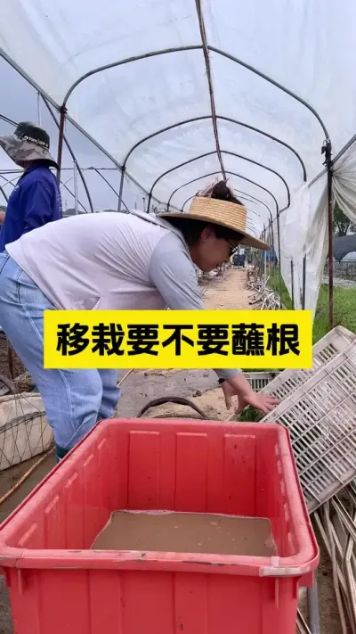 草莓移栽到底要不要蘸根呢？#启明生物大师姐 #草莓种植管理技术和方法 #农业种植 #新农人计划 #三农