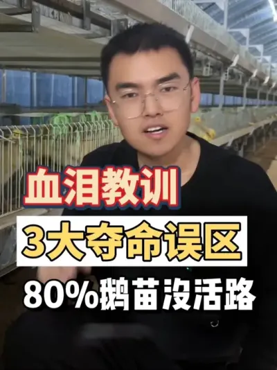 鹅苗刚到家是非常脆弱的，就像小婴儿一样，如果你没有做到这些的话，那么非常容易损失过半！养鹅避坑指南，速速查收！#涨知识 #三农 #养鹅技术找晓雨