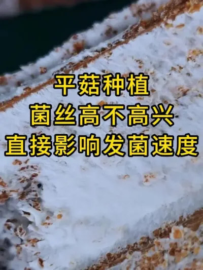 平菇种植，给菌丝最喜欢的温度，发菌速度才会快。#平菇种植