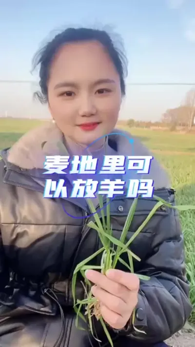 麦地里可以放羊吗？#放羊日常 #科学养羊 #麦地放羊 #养羊知识