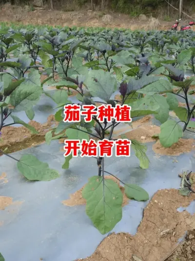 2025年茄子实验地种植开始育苗#茄子种植 #茄子种植管理技术  #茄子  #来抖音学农技