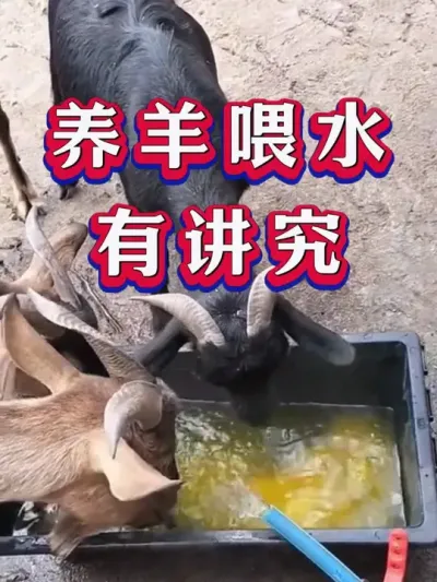 养羊喂水有讲究 #养羊 #养殖知识 #养羊人 #新手养羊