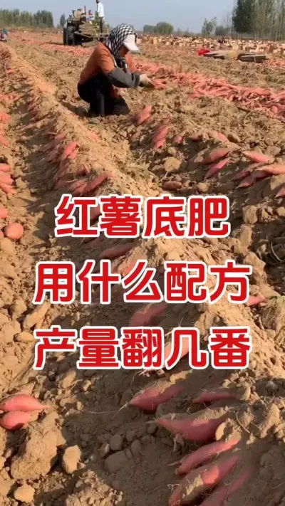 红薯底肥用什么配方产量翻几番#红薯种植#红薯底肥#硼肥#红薯管理#红薯高产