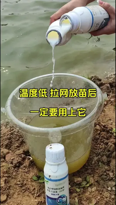 温度低，拉网转塘放苗后一定要用它 #水产养殖 #高密度养殖 #鱼虾蟹养殖 #四大家鱼养殖 #特种水产 @抖加🔥上热门🔥dou+🔥热点宝