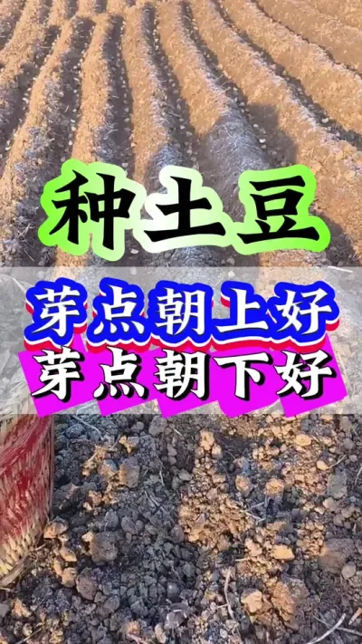 种土豆是芽点朝上好还是朝下好#土豆种植 #土豆#土豆高产技术#种土豆 #三农