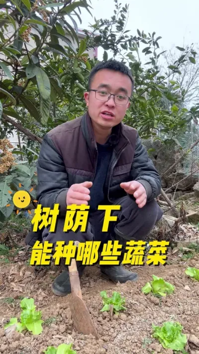 树荫下能种哪些蔬菜？阳光不足的地方能种哪些蔬菜？哪些蔬菜喜荫？#种植小技巧 #关注我一起学种菜 #我的小菜园 #我爱种菜 #每天分享蔬菜种植技巧