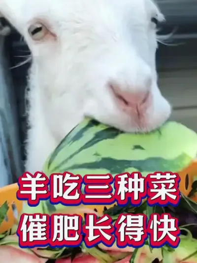羊吃三种菜催肥长得快 #养羊 #养羊人 #养殖技术 #养羊经验