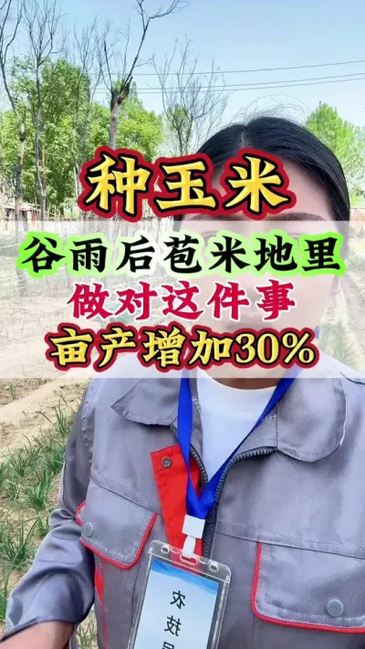 谷雨后种苞米，做对这件事，亩产增加30% #玉米 #玉米管理 #玉米种植 #玉米高产#种玉米