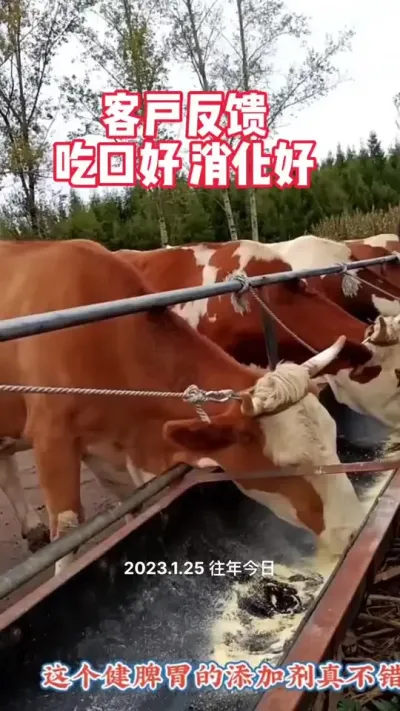 让牛吃口好，消化好吸收好#肉牛养殖 #全国养牛人 #养殖户 #西门塔尔母牛 #繁殖母牛