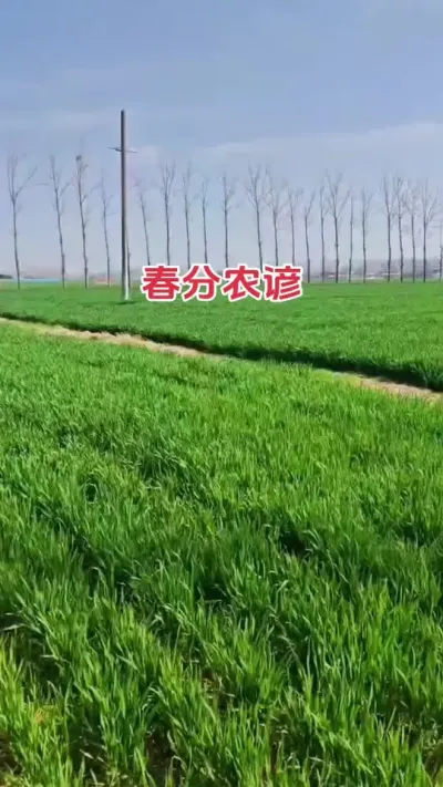 春分麦起身，一刻值千金：春分时节，冬小麦开始进入起身期，生长速度加快，对水分、养分要求迫切，此时要抓紧进行春季田间管理，农时非常宝贵。#抖音助农 #农业种植 #小麦 #新农人计划