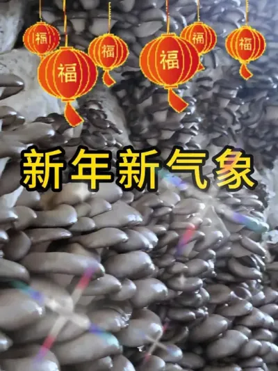 新年新气象，平菇挂浆枝条菌种，开启新的旅程吧。#平菇种植 #平菇菌种 #食用菌栽培种 #栽培种