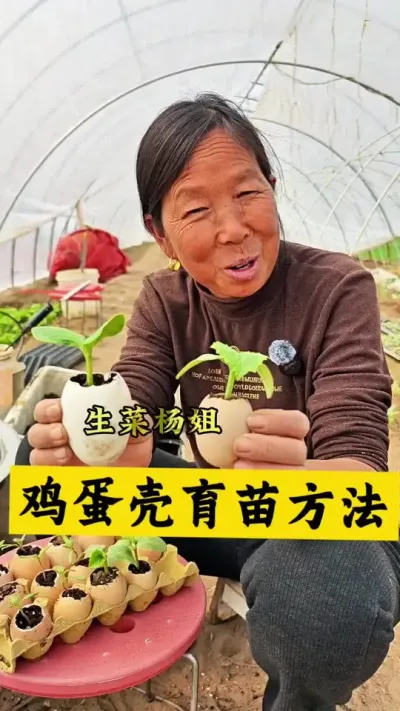 蔬菜育苗的小技巧 利用鸡蛋壳育菜苗#蔬菜种植 #生菜杨姐 #种植小技巧 #三农种植