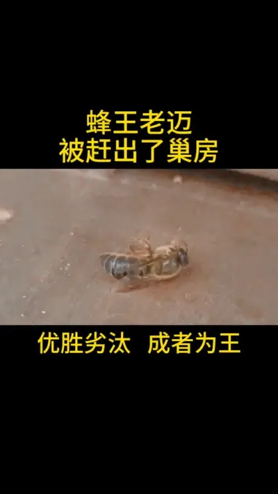 王者落幕#蜂王 #蜜蜂养殖 #三农