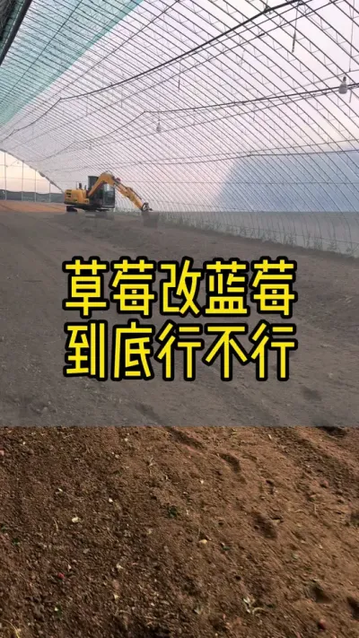 草莓改蓝莓到底行不行#草莓#三农