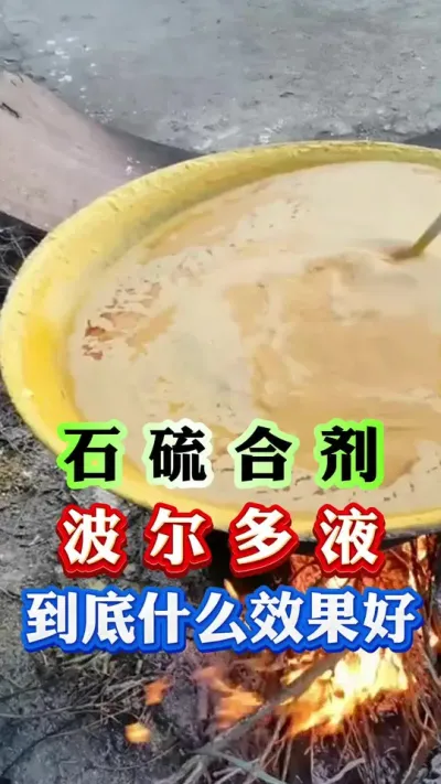 石硫合剂不清园，波尔多液矿物油也不清园#果树种植 #柑橘种植 #果园管理 #病虫害防治 #果树管理
