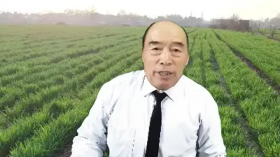 小麦的超高产冬季管理#小麦种植管理技术 #黄金水 #黄金肥#小麦高产技术 #小麦增产