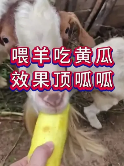 喂羊吃黄瓜效果顶呱呱 #养羊 #养羊人 #新手养羊