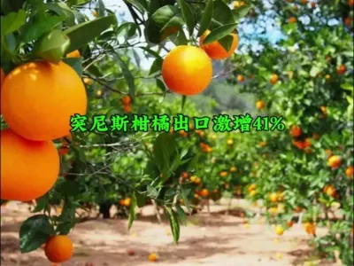 突尼斯柑橘出口激增 41%#原产地采购 @云食界