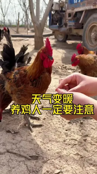 天气变暖以后养鸡人一定要注意 #科学养鸡 #养殖小妙招 #鸡病防治 #鸡鸭鹅养殖 #抖音养鸡人