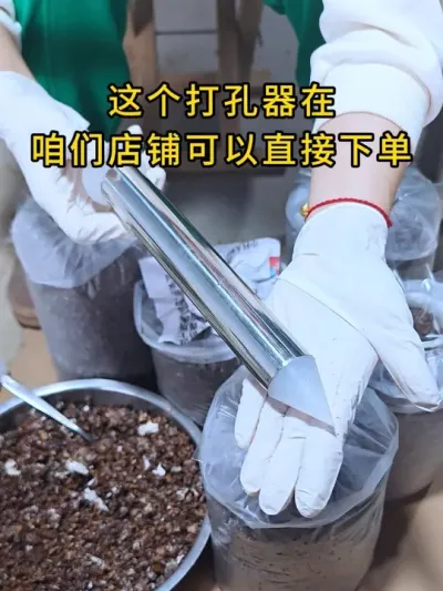 棉壳菌种也可以打孔接种，接种量大，氧气充足，菌丝启动快，全国包邮。#平菇种植 #打孔器 #菌种打孔器