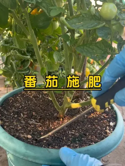 盆栽番茄的施肥过程，很简单，有手就会，一个月1次的干肥，水肥5-7天一次，你也能盆栽出吃不完的番茄！#记录我的种植生活 #盆栽果树 #楼顶菜园 #盆栽番茄