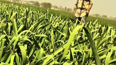 4月份大蒜能浇几次水，想提高产量能增加肥料吗？#农业种植 #分享农业技术助力农民增产增收 #郭佩午#分享农业技术传播正能量 #来抖音学农技 #农业种植技术