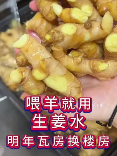 喂羊就用生姜水明年瓦房换楼房 #养羊 #养羊人 #新手养羊 #牛羊养殖