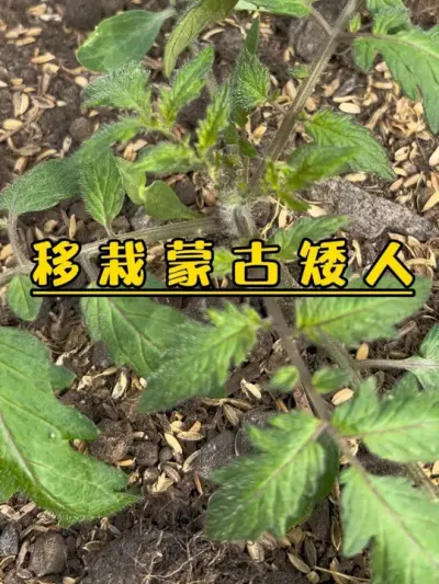 挑战华南地区春播番茄，我是有点反骨的，无论种得怎么样，试试吧！#记录我的种植生活 #盆栽果树 #盆栽番茄#蒙古矮人番茄