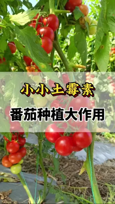 小小土霉素，番茄种植大作用#番茄种植方法及管理技术 #西红柿种植技术与管理法 #土霉素农业妙用 #番茄种植技术 #西红柿种植技术