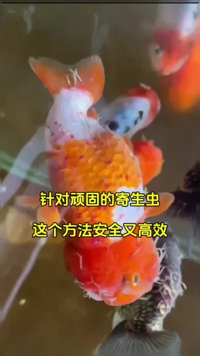池塘有寄生虫就用佰乐清 #水产养殖 #鱼苗养殖 #特种水产养殖 @抖加🔥上热门🔥dou+🔥热点宝