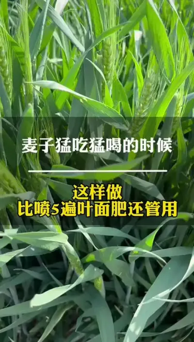 麦子能吃能喝的时候，这样做比喷5遍叶面肥都好用！ #田间地头走一走 #高产小麦 #农业种植