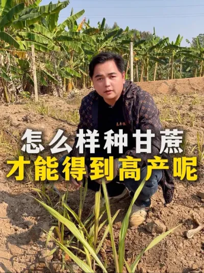 怎么样种植甘蔗
才能得到高产呢#甘蔗#甘蔗种植#农业种植#三农#肥料