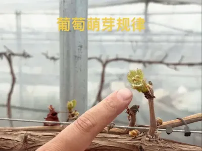 想要葡萄萌芽整齐，需要遵循哪些既定规律#葡萄种植 #三农 #萌芽期 #农业种植 #种植大棚