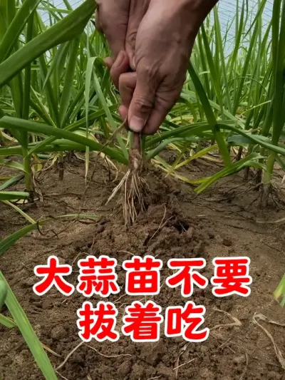 大蒜苗不要拔着吃 #大蒜 #大蒜种植 #在家种菜 #关注我一起学种菜 #种植小技巧 @DOU+上热门 @DOU+小助手