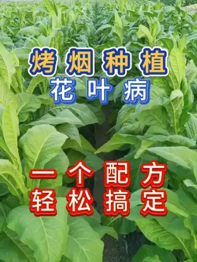 种植烤烟，出现花叶病，只需这一种配方，轻松搞定 种植烤烟，出现花叶病，只需这一种配方，轻松搞定，配方在评论区哦#服务三农支持三农 #烤烟种植技术与管理 #烤烟 #病虫害防治 #农业种植