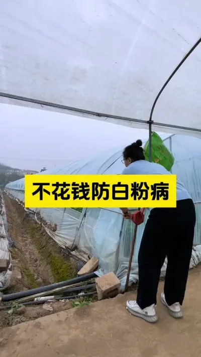 不花钱预防草莓白粉病！#启明大师姐 #草莓种植管理技术和方法 #农业种植 #病虫害防治 #新农人计划