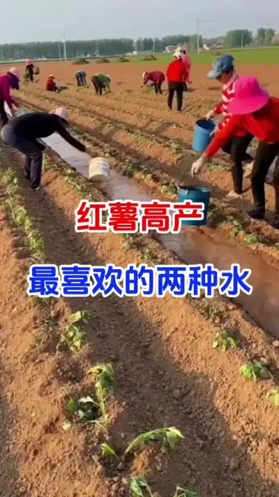 红薯最喜欢的两种肥#红薯种植#红薯移栽#红薯蘸根#红薯高产