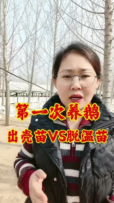第一次养鹅，养脱温苗还是出壳苗#养鹅 #肉鹅 #养鹅技术分享 #养鹅人 #鹅