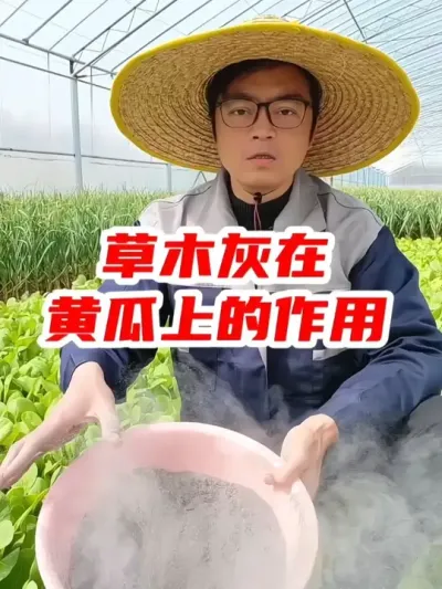 草木灰在黄瓜上的作用有哪些？ #黄瓜种植 #种黄瓜 #农业种植 #分享农业知识帮农民增产增收 #种植小技巧