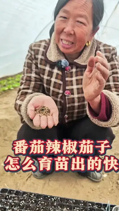 番茄辣椒茄子怎么育苗出的快 番茄辣椒茄子怎么育苗出的快#番茄种植 #辣椒种植 #蔬菜育苗 #生菜杨姐 #种植小技巧 @DOU+小助手
