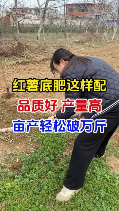红薯底肥这样配，品质好产量高#红薯种植#红薯底肥#红薯管理#红薯高产