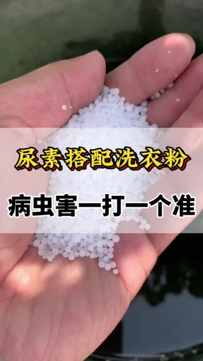 尿素搭配洗衣粉，一打一个准#分享农业知识帮农民增产增收 #西红柿的种植技术 #西红柿种植技术与管理法 #番茄种植方法及管理技术 #西红柿种植技术