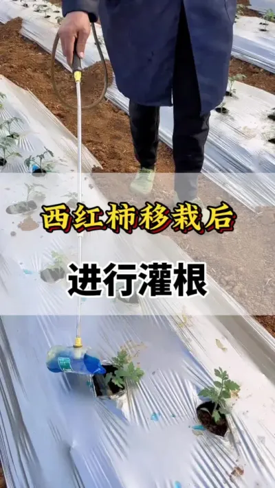 西红柿移栽后，进行灌根#分享农业知识帮农民增产增收 #番茄种植方法及管理技术 #西红柿移栽 #西红柿灌根 #番茄种植技术