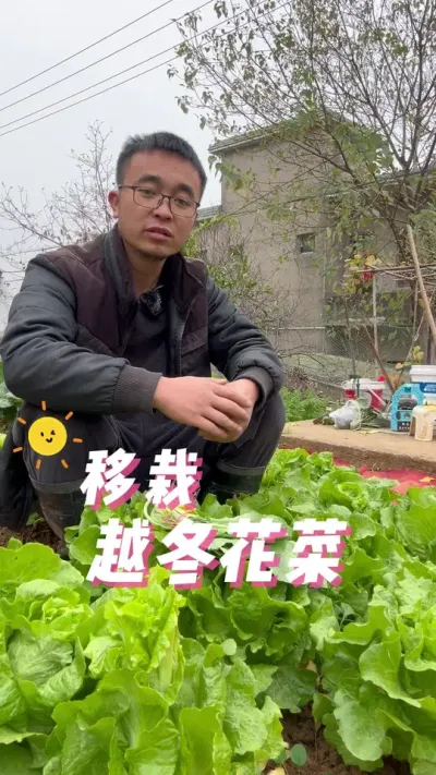 越冬花菜怎么移栽？移栽花椰菜#关注我一起学种菜 #我的小菜园 #我爱种菜 #种植小技巧 #自己种的纯天然的绿色蔬菜